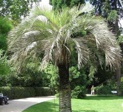 One 16 oz bag of Palms Up Nutrients for Palm Trees