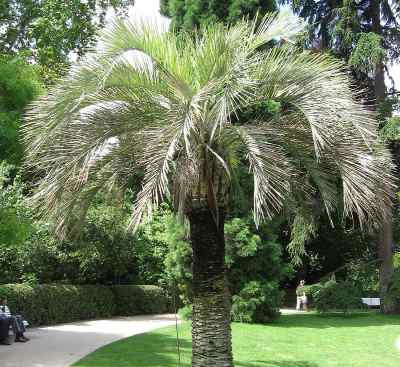 One 10 oz bag of Palms Up Nutrients for Palm Trees