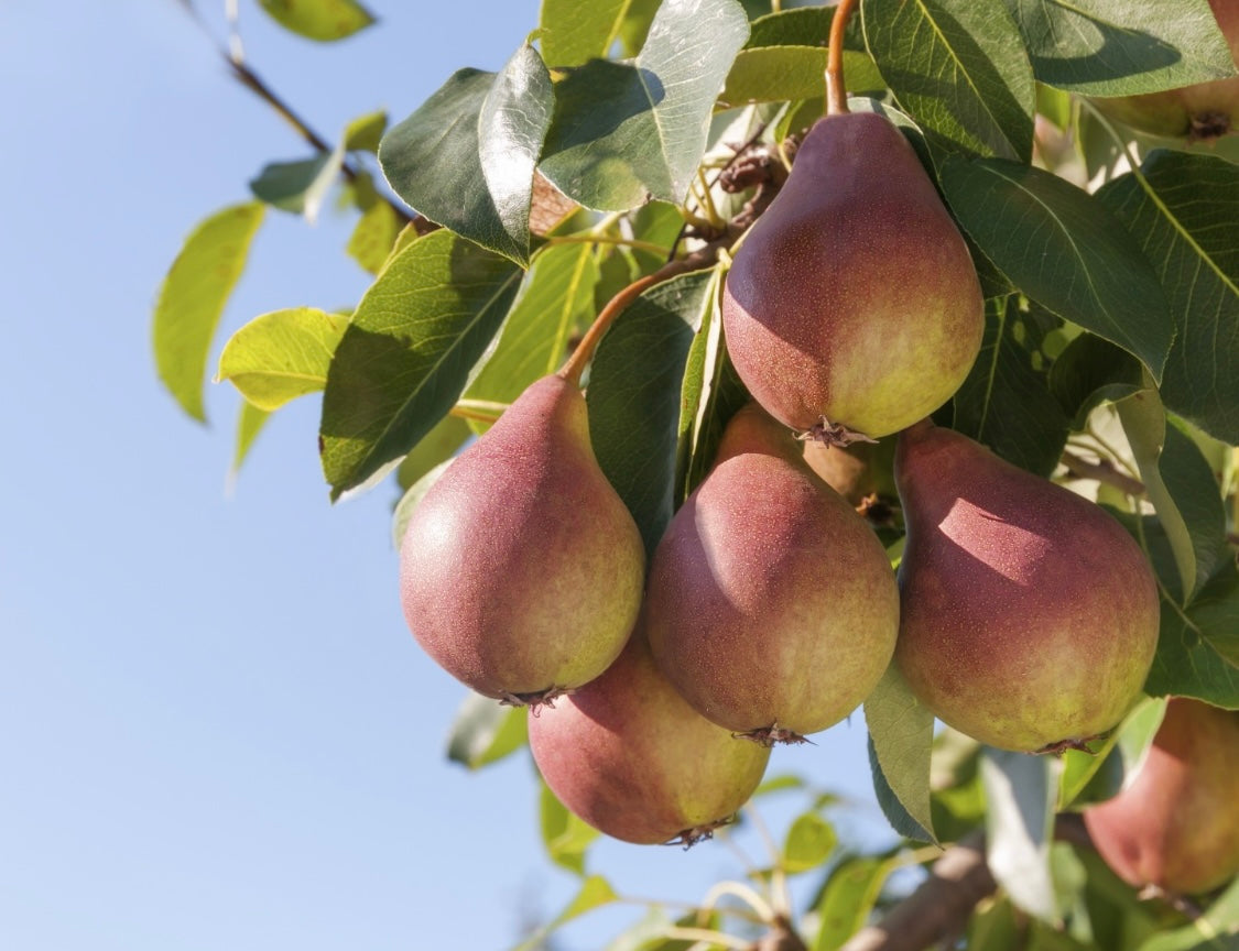 One 16 oz bag of Fruit Tree Nutrients