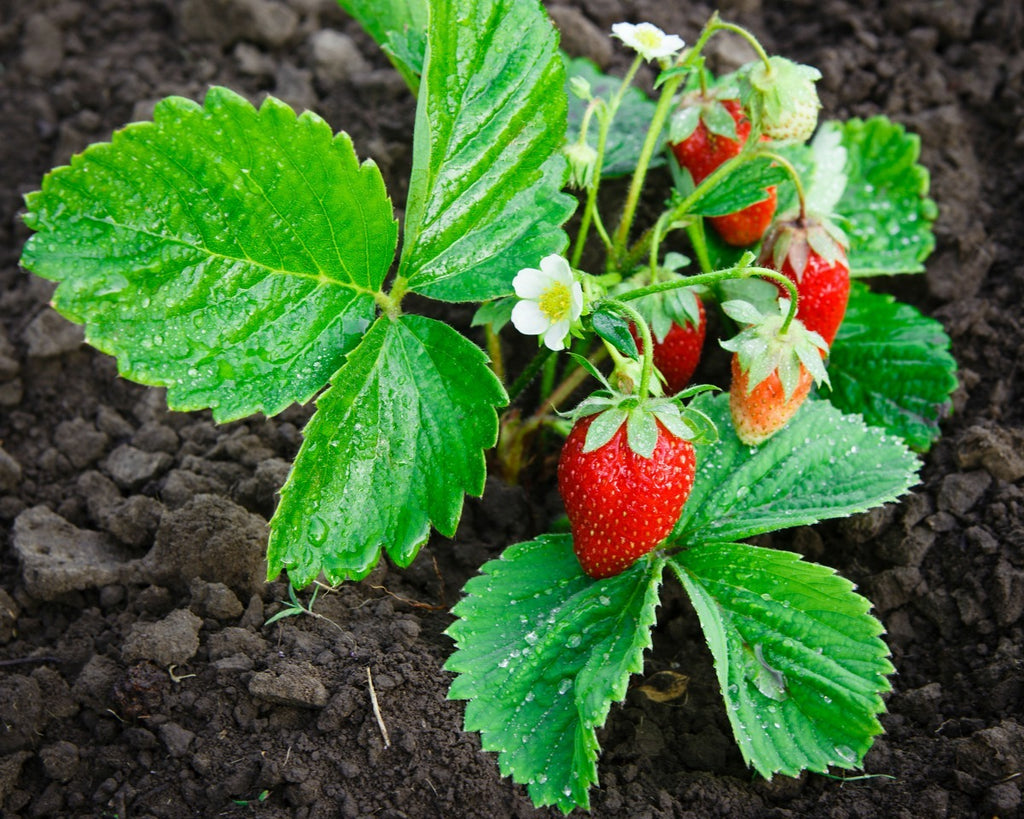 One 16 oz bag of Strawberry Plant Nutrients