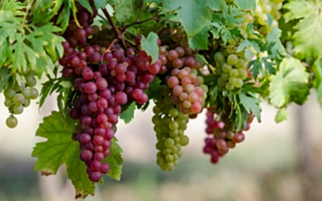 One 16 oz bag of Grape Vine Nutrients