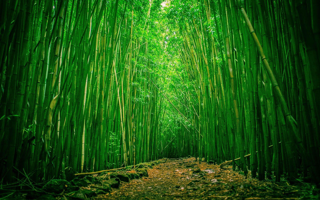 One 16 oz bag of Bamboo Nutrients