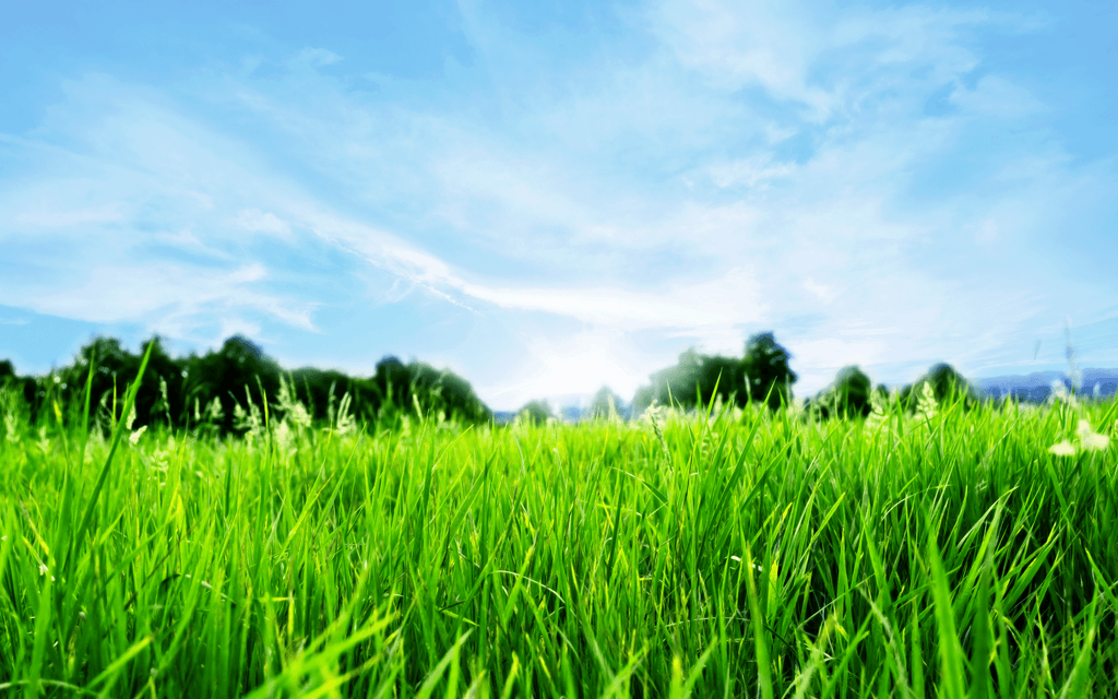 One 16 oz bag of Lawn & Turf Nutrients