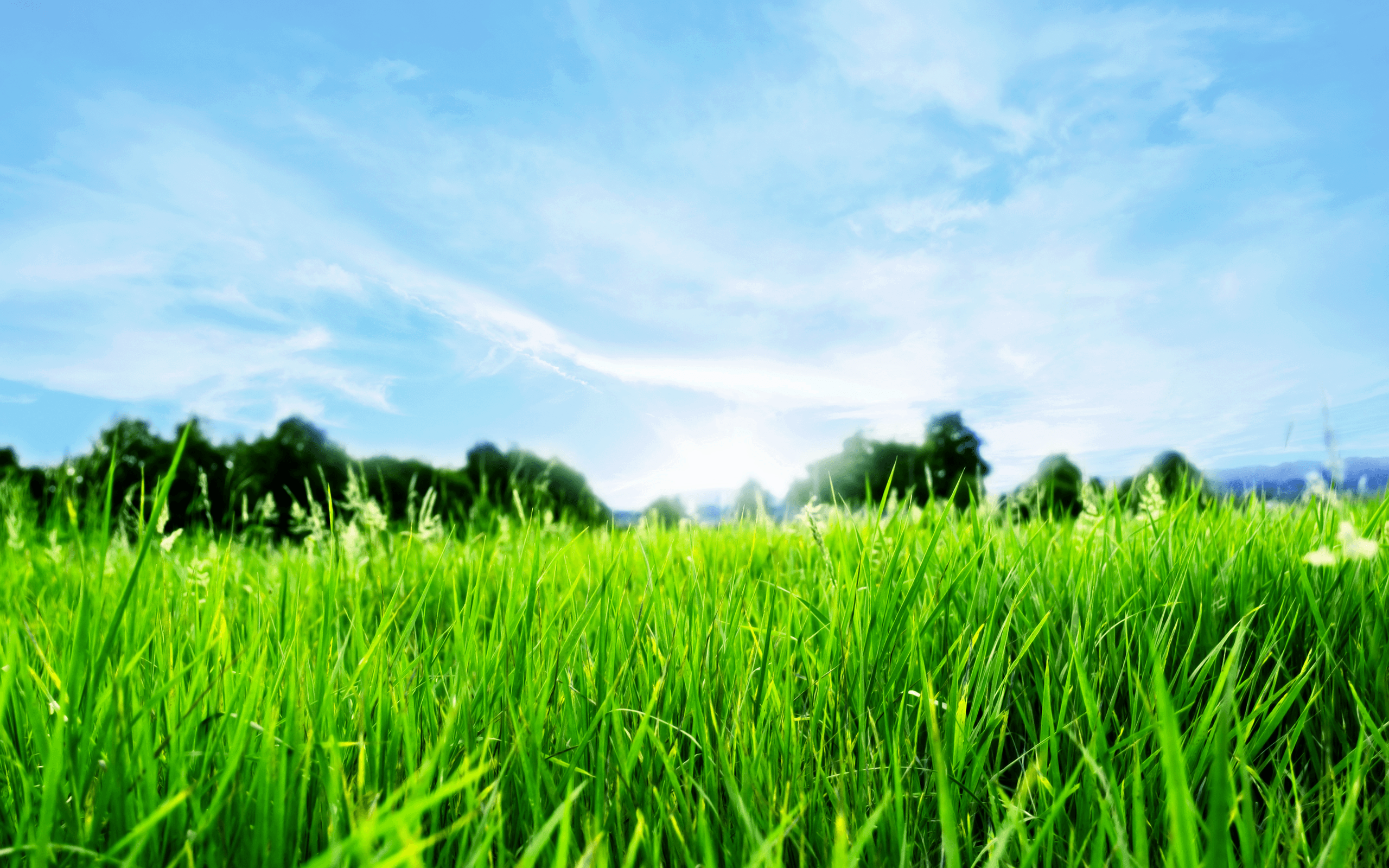 One 16 oz bag of Lawn & Turf Nutrients