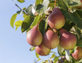 One 16 oz bag of Fruit Tree Nutrients