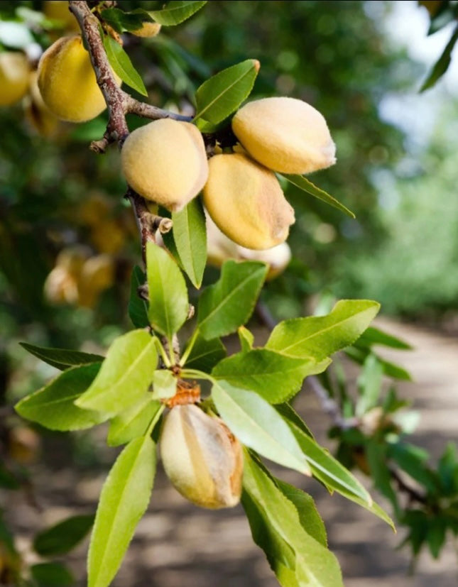 One 16 oz bag of Nut Tree Nutrients for Nut Bearing Trees