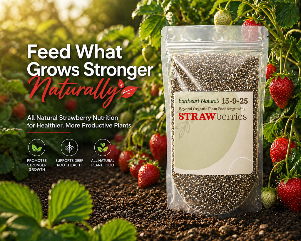 One 16 oz bag of Strawberry Plant Nutrients
